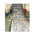sardine tuna mackerel fish processing production line